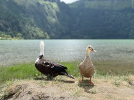 Ocean sailing and exploring Azores archipelago — sailing photo 83