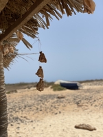 Sailing around Cape Verde and to the Canaries — sailing photo 29