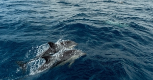 Almost 1500 miles sailed in 18 days ... — sailing photo 13