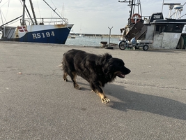 Sailing the Danish Straits and Kattegat (Denmark) — sailing photo 37