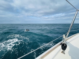Mile builder in the English Channel via Scilly and Channel islands — sailing photo 190