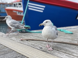 Mile builder in the English Channel via Scilly and Channel islands — sailing photo 64