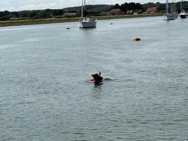 Mile builder in the English Channel via Scilly and Channel islands — sailing photo 6