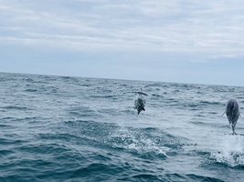 Mile builder in the English Channel via Scilly and Channel islands — sailing photo 180
