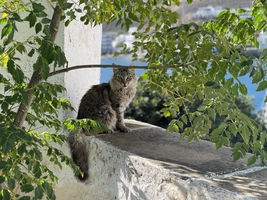 Ready for the islands – Sailing in the Cyclades — sailing photo 59