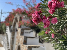 Ready for the islands – Sailing in the Cyclades — sailing photo 39