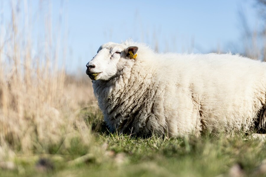 Sejerø nature
