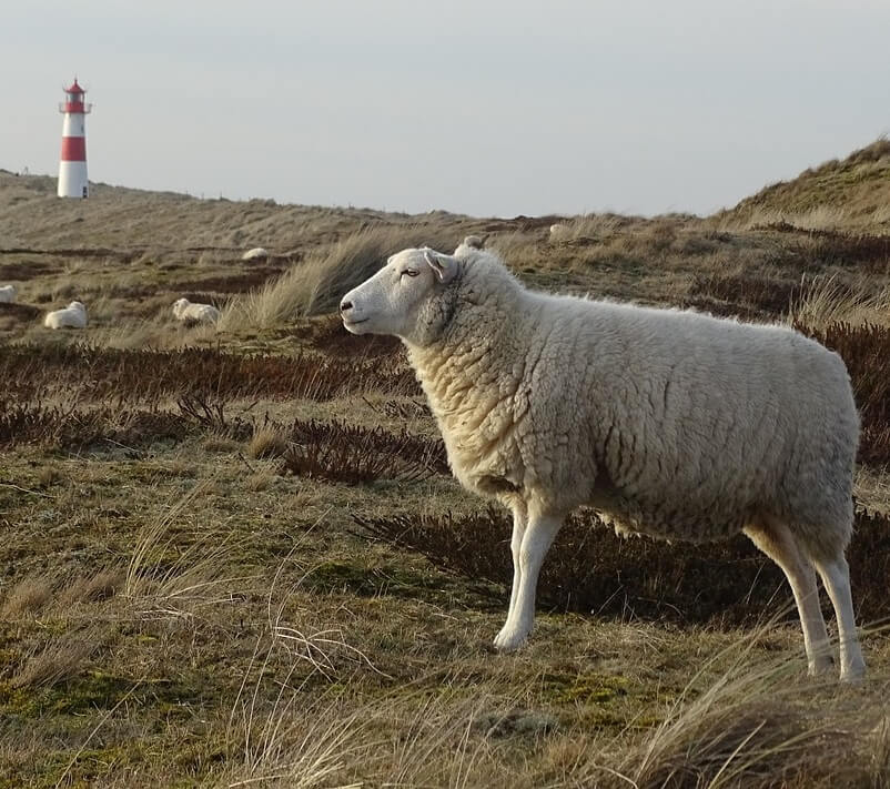 image from Scandinavia, Leg 1 - Flensburg to Oslo via North Sea, 15 - 22 August 2026 (8 days)
