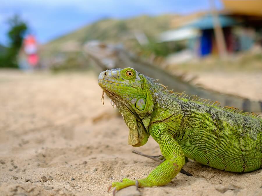 Wildlife in Sint Maarten